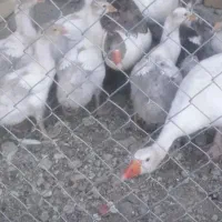 11عددقاز سالم سرحال