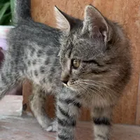 واگذاری بچه‌گربه بامزه