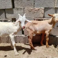 کهره نر، سانن ، ذات دار