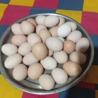 تخم نطفه دار