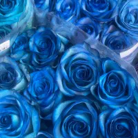 تخفیف ویژه گل رز قیمت عمده شیراز