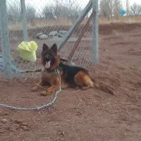 سگ ژرمن شپرد