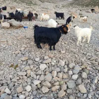 بز داشتی