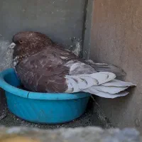 کبوتر شمرونی