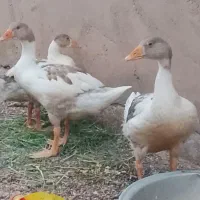 غاز