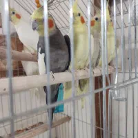 عروس هلندی خاص