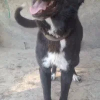 سرابی نگهبان