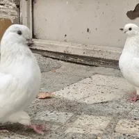 نروماده سفید نوک قنار ونوک ریز