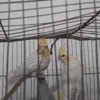 دوعدد مرغ عشق زبیا وسرحال