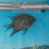 ماهی سورم (گوشتخوار)