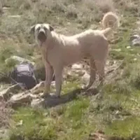 توله پژدر نوه کول کوله