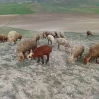 دامازدخ توغلو