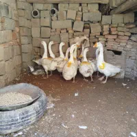فروش غاز نروماده