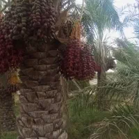 فروش باغ