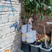 گل لیراتا و گل امستر