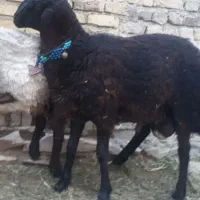 بره قوچ ۱۰ماهه