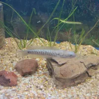 ماهی چانا اسیاتیکا