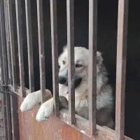 سگ سراب قد بلند