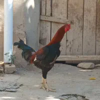 خروس لاری