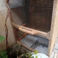 قفس مرغ و خروس