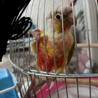 طوطی گرینچیک
