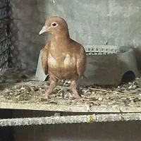 کفتر