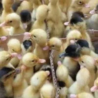 مزرعه ماکیان گیلماز