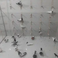 کفتر|پرنده|مشهد, صیدآباد|دیوار