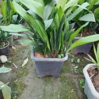 گل عبایی لوکس