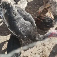 فروش یک جفت بوقلمون