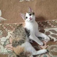 گربه|گربه|مشهد, راهنمایی|دیوار
