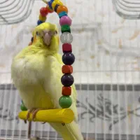 عروس هلندی همراه با قفس