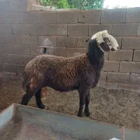 طوقلی نر