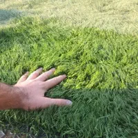 Grass خارجی