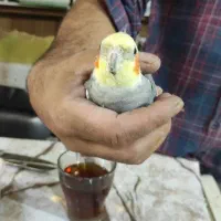 عروس هلندی نر