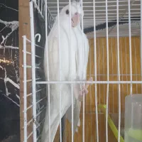 جوجه عروس