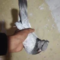 کله دمبی
