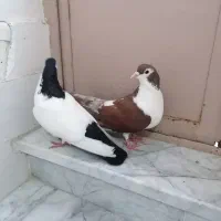 کبوتر خالدم و کلاغدم