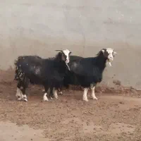 جفت بز ابستن،میش،بره