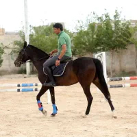 مادیان ترکمن آخال تکه