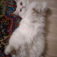 پرشین عروسکی