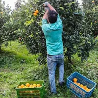 کارگر برای باغ