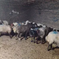 میش شیشک
