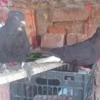 نر و ماده زا غ دم سفید