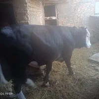 فروش گوساله نر  سیمنتال زنده  برای محرم