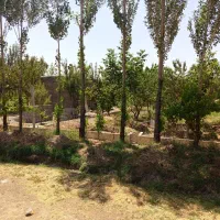زمین تک برگ سند زیباشهر