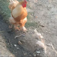 مرغ و خروس برهما