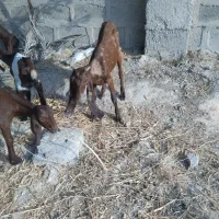 4کهره دوتانردوتاماده