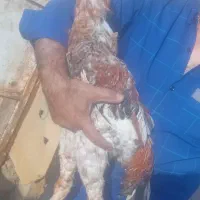 خروس لاری و مرغ تاخچه اصیل