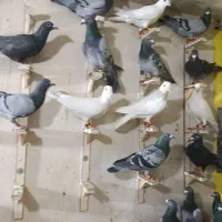 کبوتر